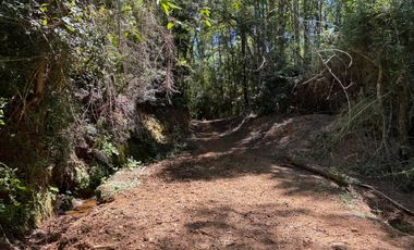 2 hectáreas en el bosque entre Gorbea y Loncoche