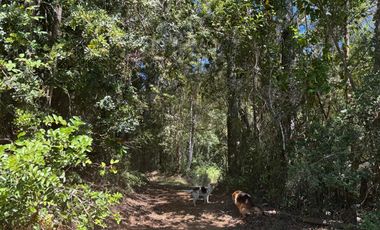 2 hectáreas en el bosque entre Gorbea y Loncoche