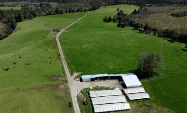 Campo con excelente acceso, conectividad e infraestructura productiva en Ilque - Puerto Montt
