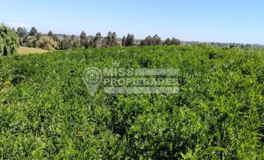 SE VENDE TERRENO EN PELARCO