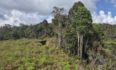 SE VENDE FINCA EN CONCEPCION ANTIOQUIA