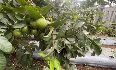 Dijual Murah Rumah Villa dan Kebun di Pedesaan Bojong Purwakarta