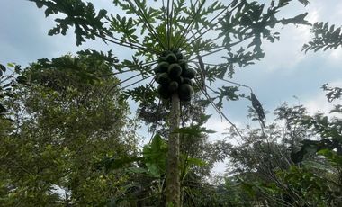 Dijual Murah Rumah Villa dan Kebun di Pedesaan Bojong Purwakarta