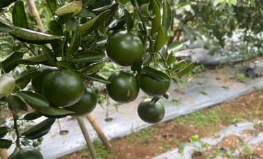 Dijual Murah Rumah Villa dan Kebun di Pedesaan Bojong Purwakarta