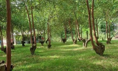 ขายบ้านเดี่ยวพร้อมที่ดิน เนื้อที่ 7 ไร่ ลำปลายมาศ บุรีรัมย์