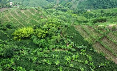 SE VENDE FINCA CAFETERA EN SANTA ROSA DE CABAL
