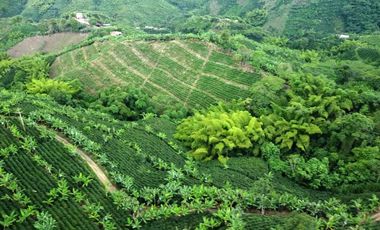 SE VENDE FINCA CAFETERA EN SANTA ROSA DE CABAL