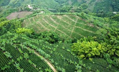 SE VENDE FINCA CAFETERA EN SANTA ROSA DE CABAL