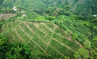 SE VENDE FINCA CAFETERA EN SANTA ROSA DE CABAL