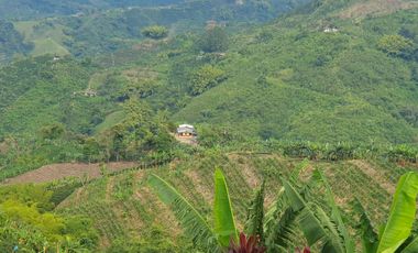 SE VENDE FINCA CAFETERA EN SANTA ROSA DE CABAL