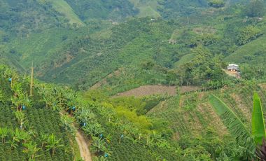 SE VENDE FINCA CAFETERA EN SANTA ROSA DE CABAL