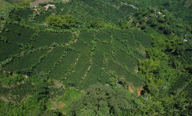 SE VENDE FINCA CAFETERA EN SANTA ROSA DE CABAL