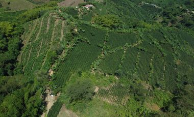 SE VENDE FINCA CAFETERA EN SANTA ROSA DE CABAL