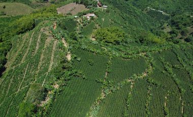 SE VENDE FINCA CAFETERA EN SANTA ROSA DE CABAL