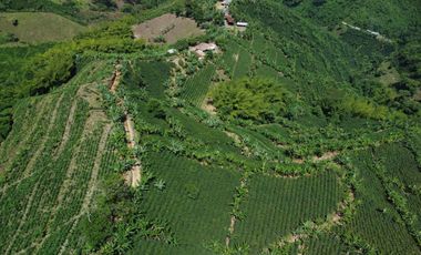 SE VENDE FINCA CAFETERA EN SANTA ROSA DE CABAL