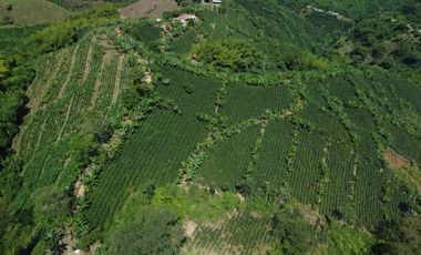 SE VENDE FINCA CAFETERA EN SANTA ROSA DE CABAL