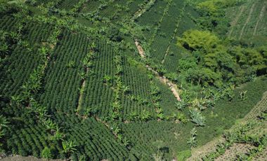 SE VENDE FINCA CAFETERA EN SANTA ROSA DE CABAL