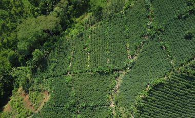 SE VENDE FINCA CAFETERA EN SANTA ROSA DE CABAL