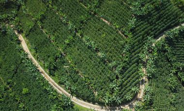 SE VENDE FINCA CAFETERA EN SANTA ROSA DE CABAL