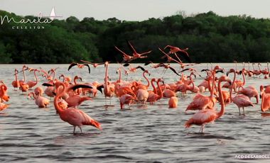 Terreno frente al mar en venta en Mérida, Yucatán