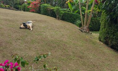 Venta Finca (Casa Finca) Fredonia Antioquia