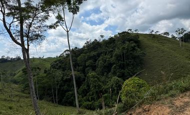 Venta Finca Ganadera y Agrícola en Maceo Antioquia