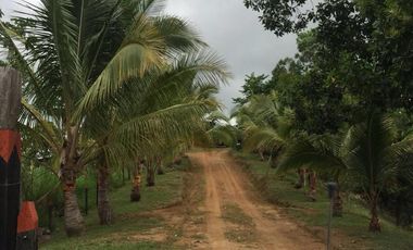 Venta Finca Ganadera y Agrícola en Maceo Antioquia