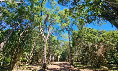 Parcelas exclusivas en Proyecto a orilla del Río Calcurrupe, Llifén, Región de Los Ríos