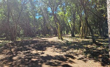 Parcelas exclusivas en Proyecto a orilla del Río Calcurrupe, Llifén, Región de Los Ríos