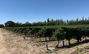 VÓRTICE INMOBILIARIA VENDE FINCA CULTIVADA DE 7 HA EN PHILIPPS, JUNÍN, MENDOZA