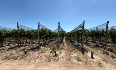 VÓRTICE INMOBILIARIA VENDE FINCA CULTIVADA DE 7 HA EN PHILIPPS, JUNÍN, MENDOZA
