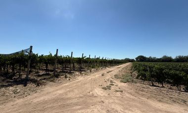 VÓRTICE INMOBILIARIA VENDE FINCA CULTIVADA DE 7 HA EN PHILIPPS, JUNÍN, MENDOZA