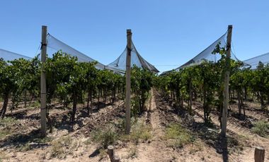 VÓRTICE INMOBILIARIA VENDE FINCA CULTIVADA DE 7 HA EN PHILIPPS, JUNÍN, MENDOZA