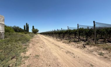 VÓRTICE INMOBILIARIA VENDE FINCA CULTIVADA DE 7 HA EN PHILIPPS, JUNÍN, MENDOZA
