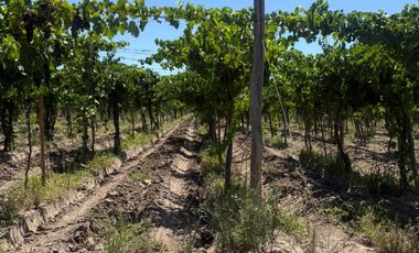 VÓRTICE INMOBILIARIA VENDE FINCA CULTIVADA DE 7 HA EN PHILIPPS, JUNÍN, MENDOZA