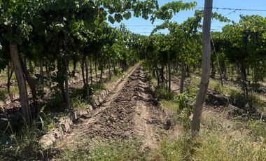 VÓRTICE INMOBILIARIA VENDE FINCA CULTIVADA DE 7 HA EN PHILIPPS, JUNÍN, MENDOZA