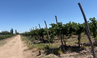 VÓRTICE INMOBILIARIA VENDE FINCA CULTIVADA DE 7 HA EN PHILIPPS, JUNÍN, MENDOZA