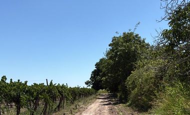 VÓRTICE INMOBILIARIA VENDE FINCA CULTIVADA DE 7 HA EN PHILIPPS, JUNÍN, MENDOZA
