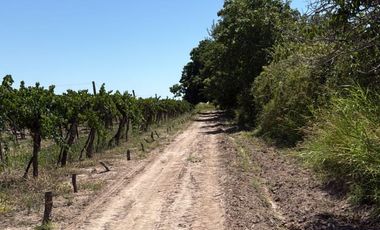 VÓRTICE INMOBILIARIA VENDE FINCA CULTIVADA DE 7 HA EN PHILIPPS, JUNÍN, MENDOZA