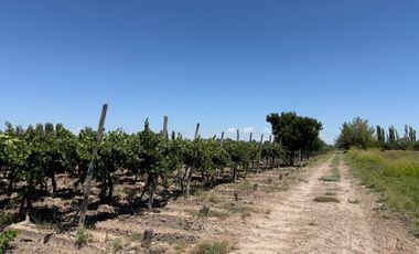 VÓRTICE INMOBILIARIA VENDE FINCA CULTIVADA DE 7 HA EN PHILIPPS, JUNÍN, MENDOZA