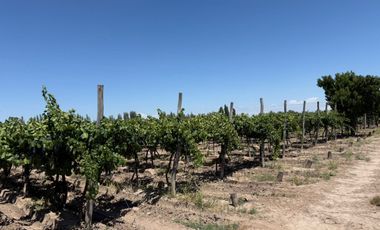 VÓRTICE INMOBILIARIA VENDE FINCA CULTIVADA DE 7 HA EN PHILIPPS, JUNÍN, MENDOZA