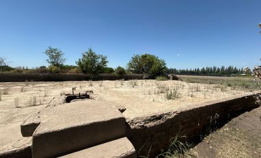 VÓRTICE INMOBILIARIA VENDE FINCA CULTIVADA DE 7 HA EN PHILIPPS, JUNÍN, MENDOZA