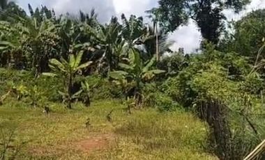 Tanah Luas Hampir 8.000 m² SHM! Harga Langka di Cileles – Lebak Banten