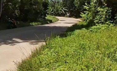 Tanah Luas Hampir 8.000 m² SHM! Harga Langka di Cileles – Lebak Banten