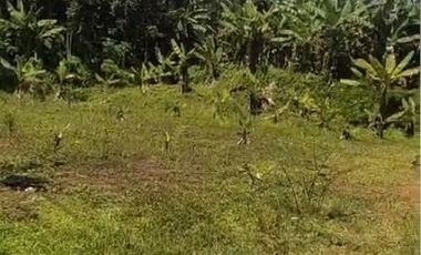 Tanah Luas Hampir 8.000 m² SHM! Harga Langka di Cileles – Lebak Banten