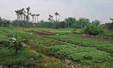 Dijual sebidang tanah yg luas cocok untuk berbagai bisnis dan usaha untuk pabrik, perumahan ,pergudangan dll