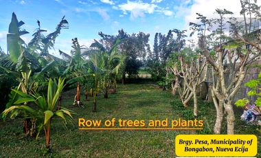 7,801 sqm House & Farm Lot for Sale. Spacious House and Farm Lot with Abundant Fruit-Bearing Trees and Natural Greenery