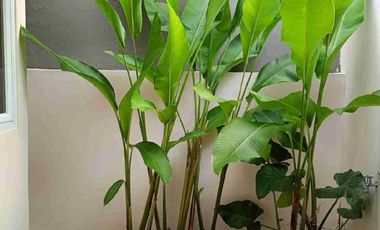 Rumah Baru Murah di Griya Katulampa