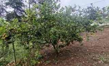 casa campestre en venta en pavas