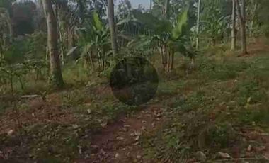 tanah 3ha di limbangan boja untuk ternak